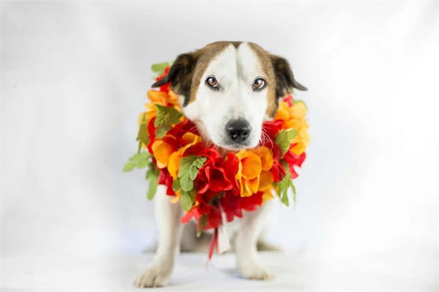 Trauma all'orecchio del cincillà: sintomi, cure e prevenzione