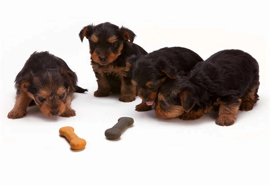 Zecche nei gatti: 5 segnali per riconoscerle e rimedi efficaci