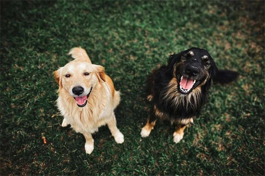 Prodotti antipulci per gatti su cani: perché è pericoloso?