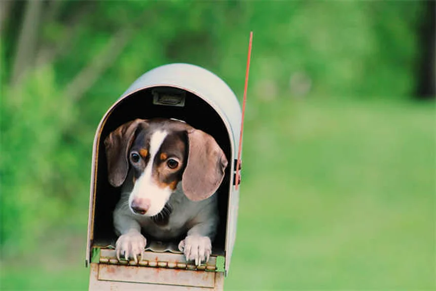 Prodotti antipulci per gatti su cani: perché è pericoloso?