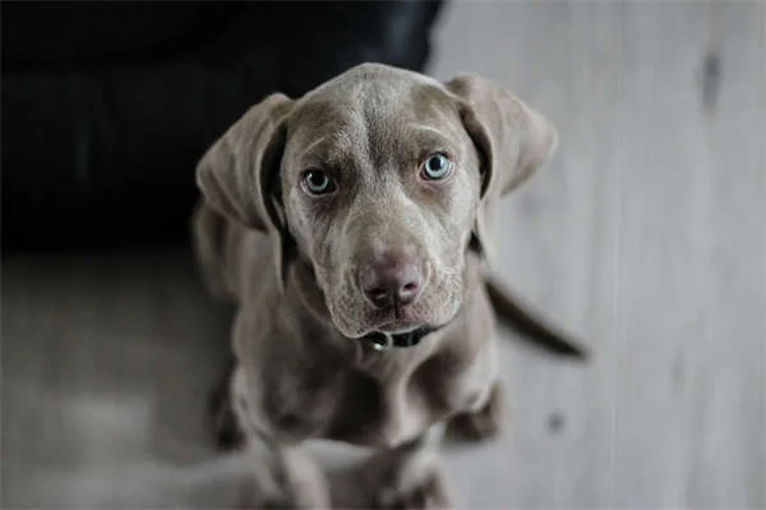 Zenrelia per cani: tutto sul farmaco che blocca il prurito