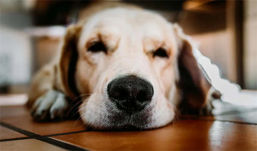 7 errori da evitare quando fai il bagno al tuo cane