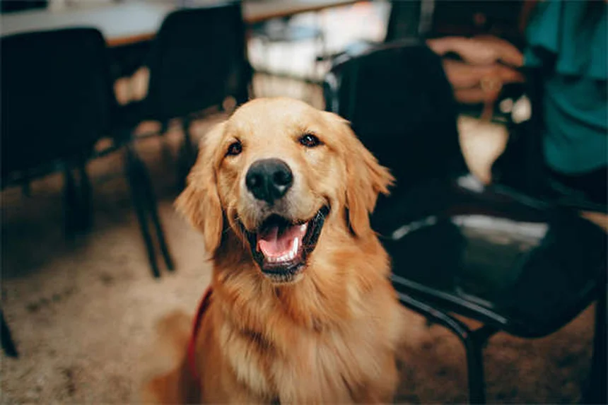 7 errori da evitare quando fai il bagno al tuo cane