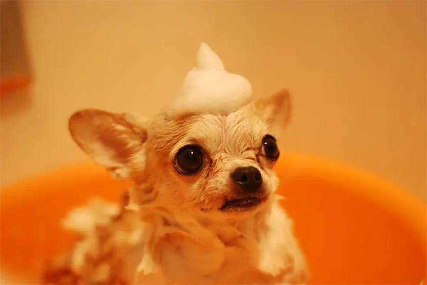 7 errori da evitare quando fai il bagno al tuo cane