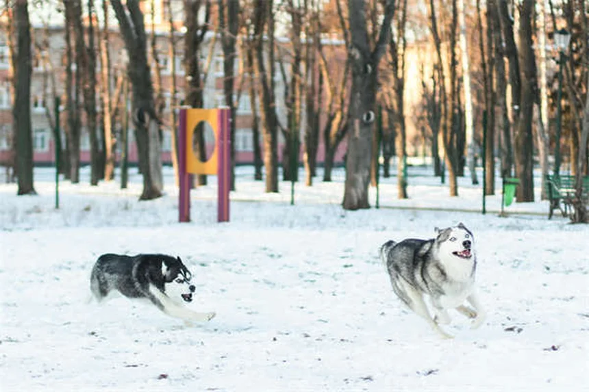 Test DNA per cani: scopri razza, salute e carattere del tuo Fido!