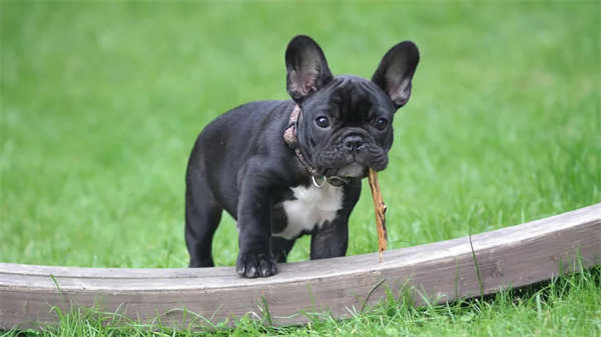 Come capire se un cane diabetico sta morendo: sintomi e cosa fare