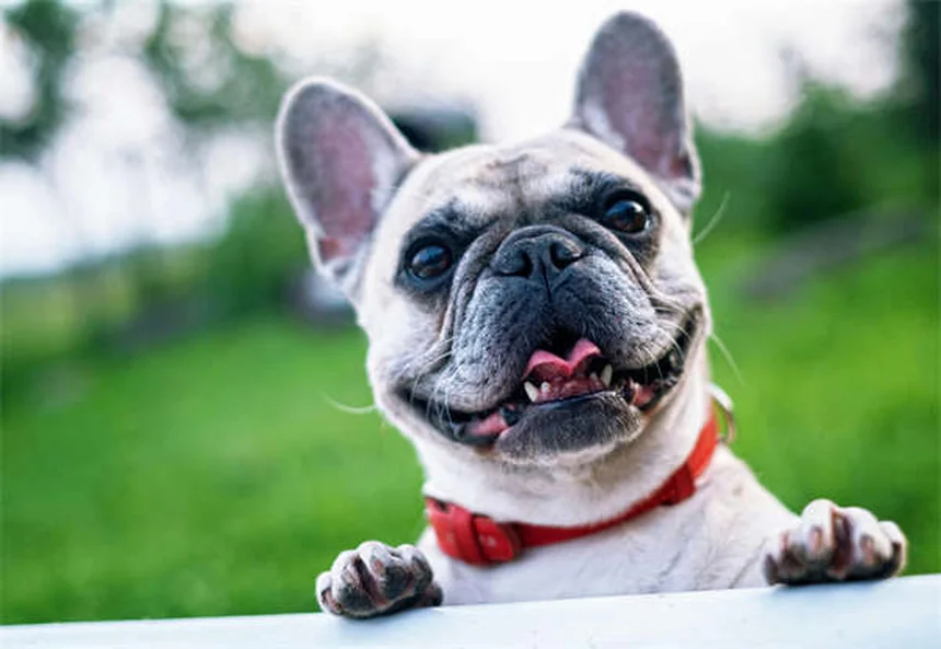 Baffi del cane: a cosa servono e perché non tagliarli