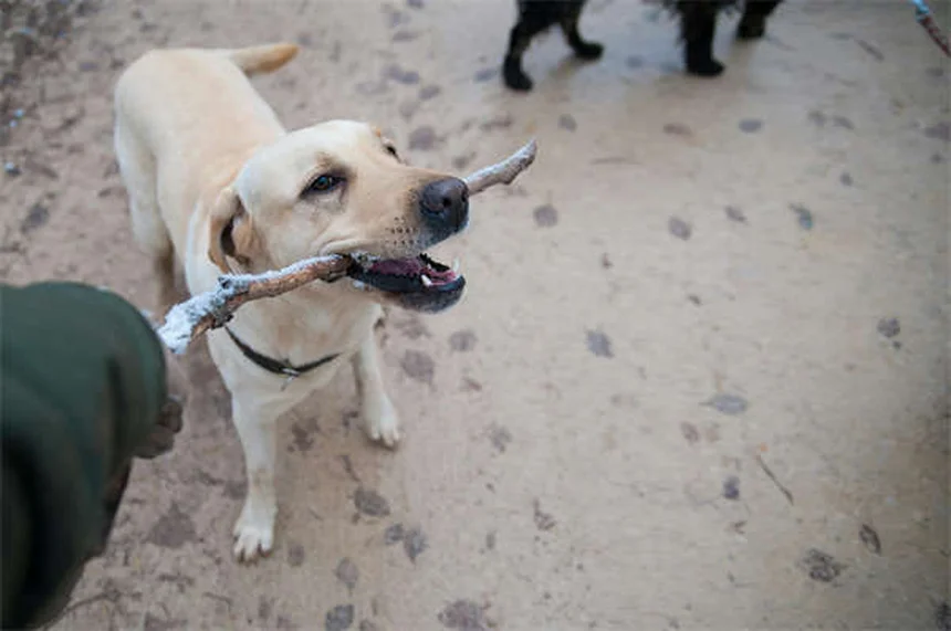 Baffi del cane: a cosa servono e perché non tagliarli
