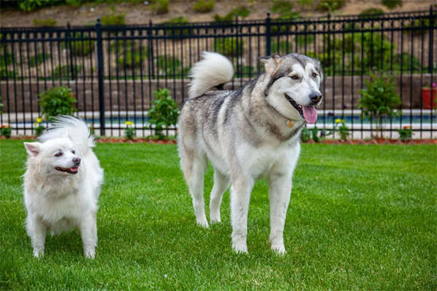 Morsi di mosca nera sul cane: sintomi, rimedi e prevenzione