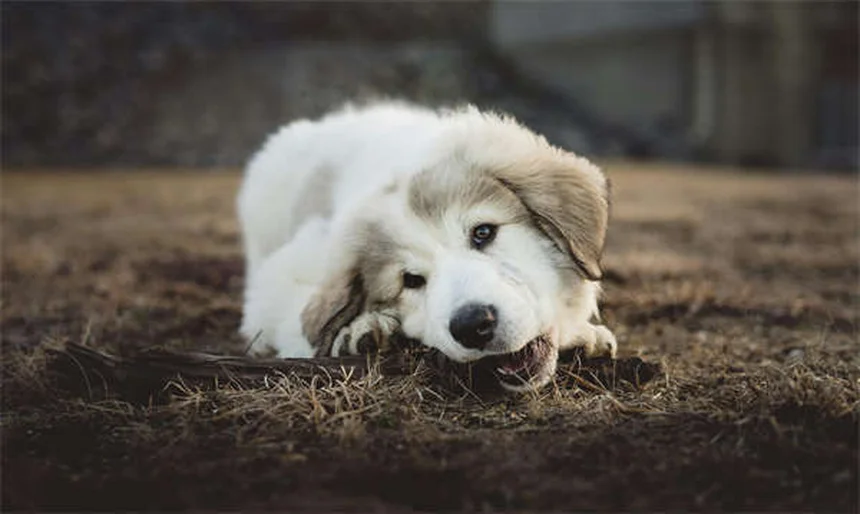 Veterinario a domicilio per cani e gatti: la soluzione senza stress