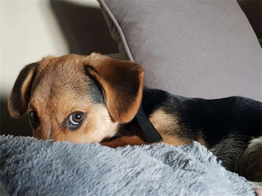 Veterinario a domicilio per cani e gatti: la soluzione senza stress