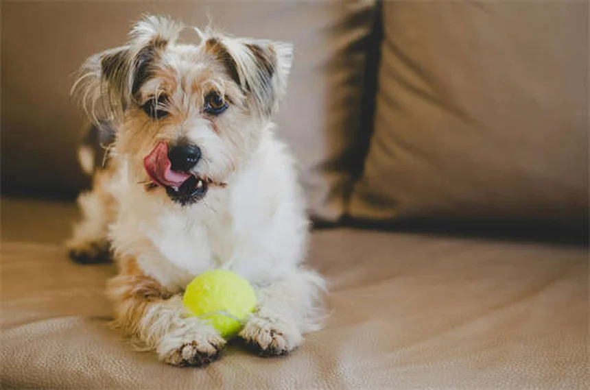 I cani riconoscono altri cani? Scopri la verità scientifica!
