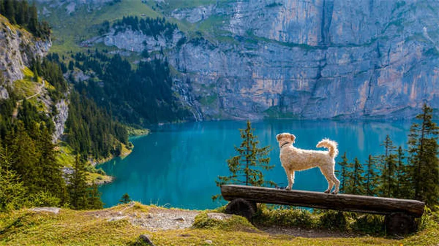 I cani riconoscono altri cani? Scopri la verità scientifica!
