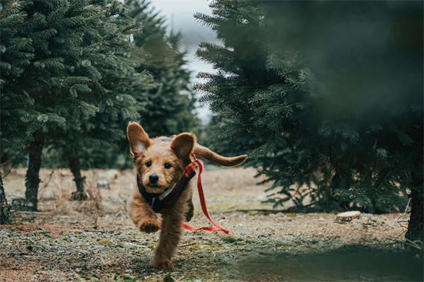 Taglio cesareo per cani: guida completa su costi, rischi e recupero