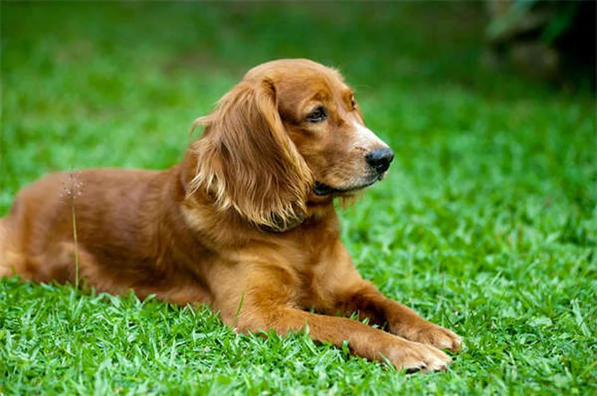 Taglio cesareo per cani: guida completa su costi, rischi e recupero