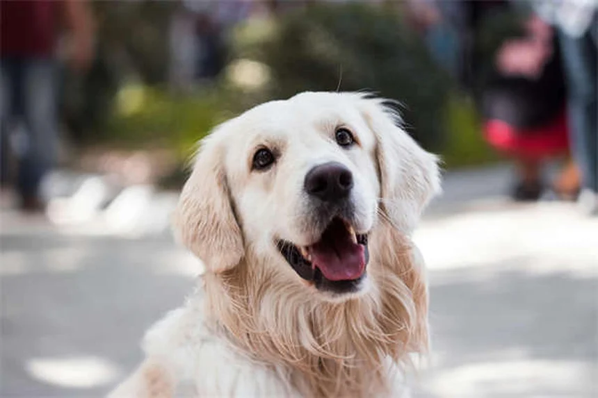 Taglio cesareo per cani: guida completa su costi, rischi e recupero