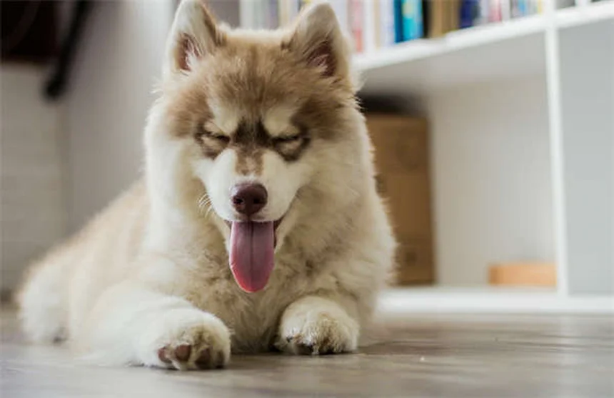 I 10 Cani Piccoli Più Adorabili: Razze e Caratteristiche