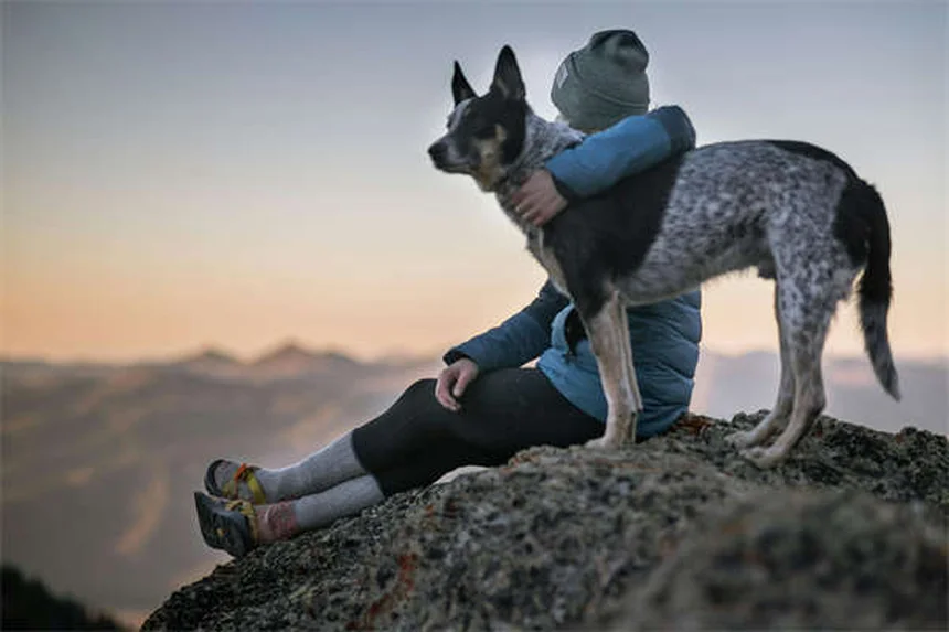 I 10 Cani Piccoli Più Adorabili: Razze e Caratteristiche