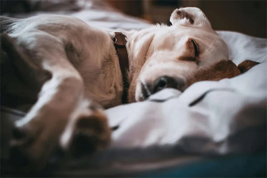 Come comportarsi con cani sconosciuti: guida pratica per incontri sicuri