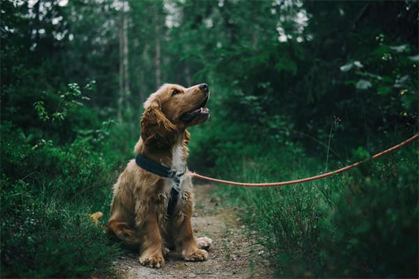 5 errori comuni che fanno ingrassare il tuo cane (e come evitarli)