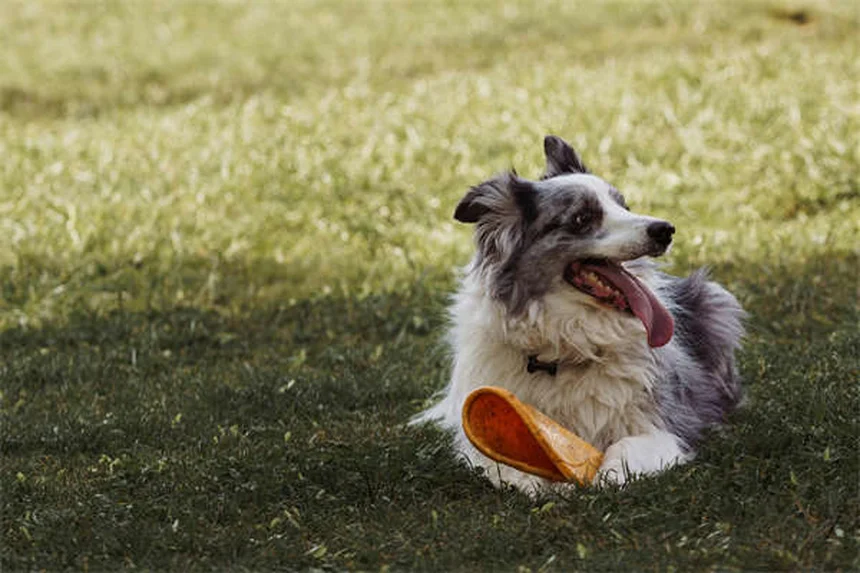 5 errori comuni che fanno ingrassare il tuo cane (e come evitarli)