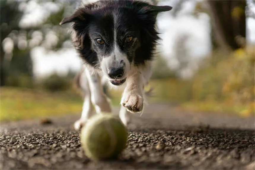 Food Bowls per gatti: come scegliere la ciotola perfetta