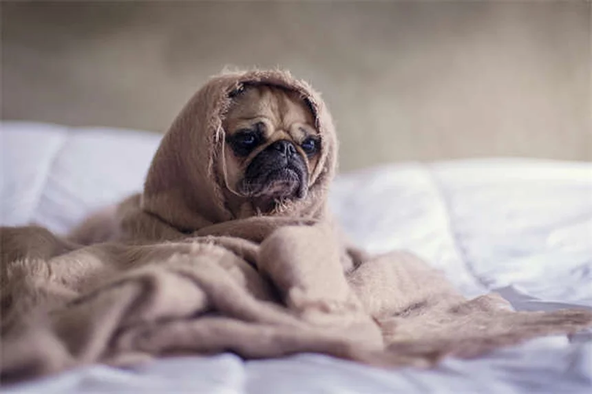 Come proteggere cani e gatti dai coyote: 10 consigli pratici