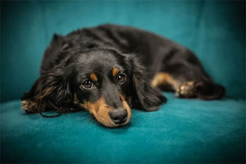 Come far dormire il tuo cucciolo tutta la notte: 5 truppi infallibili