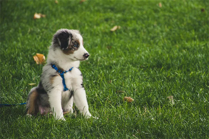 Come far dormire il tuo cucciolo tutta la notte: 5 truppi infallibili